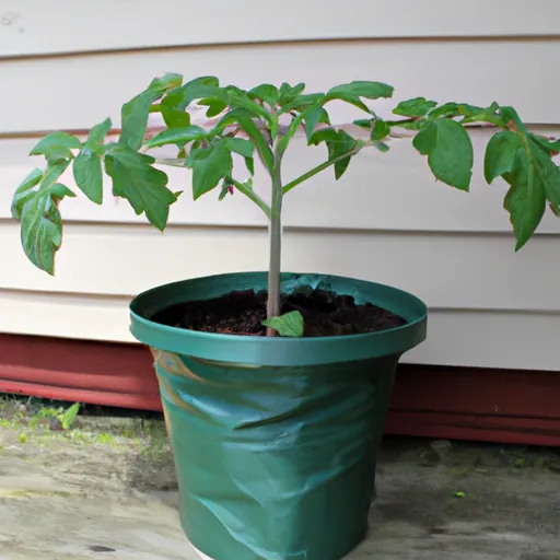 Best Containers for Tomatoes