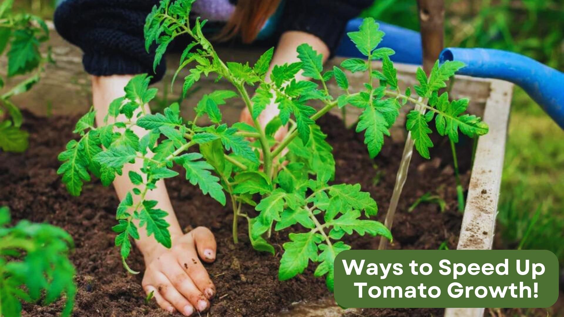 Best Ways To Speed Up Tomato Growth For A Faster Harvest