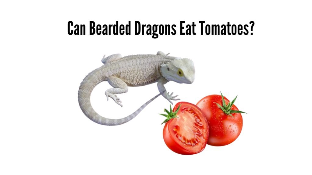 Can Bearded Dragons Eat Tomatoes