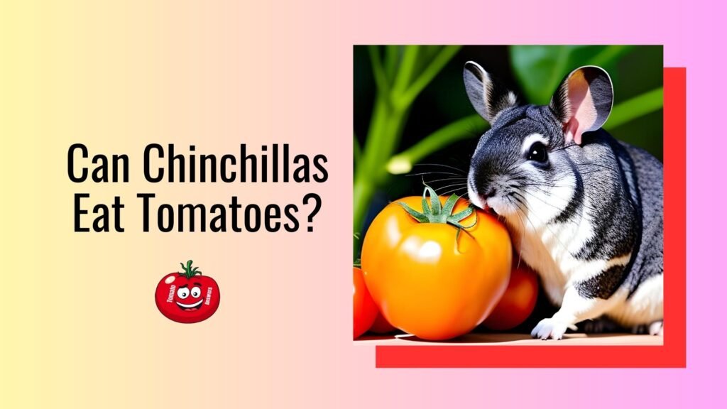 Can Chinchillas Eat Tomatoes