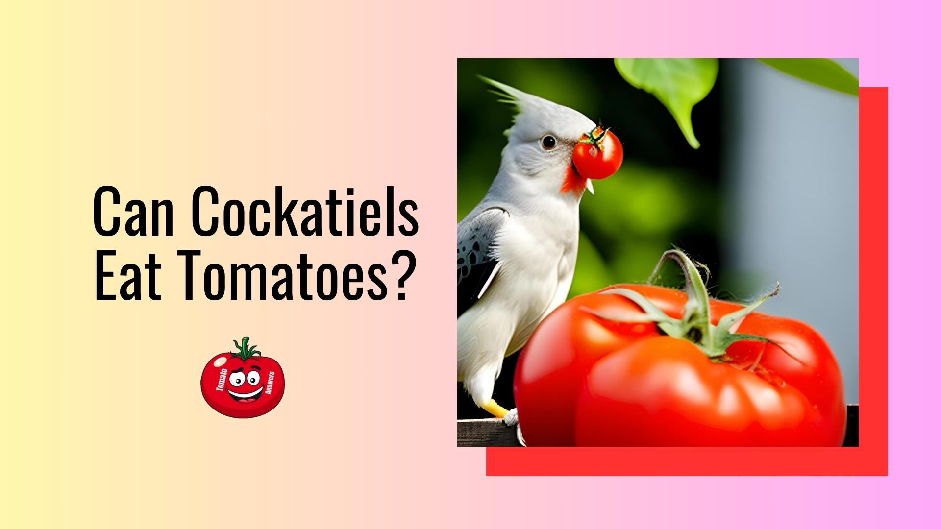 Can Cockatiels Eat Tomatoes