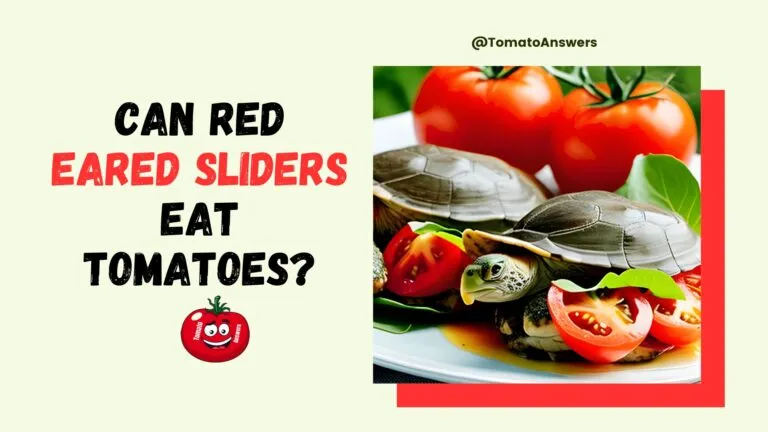 Can Red Eared Sliders Eat Tomatoes