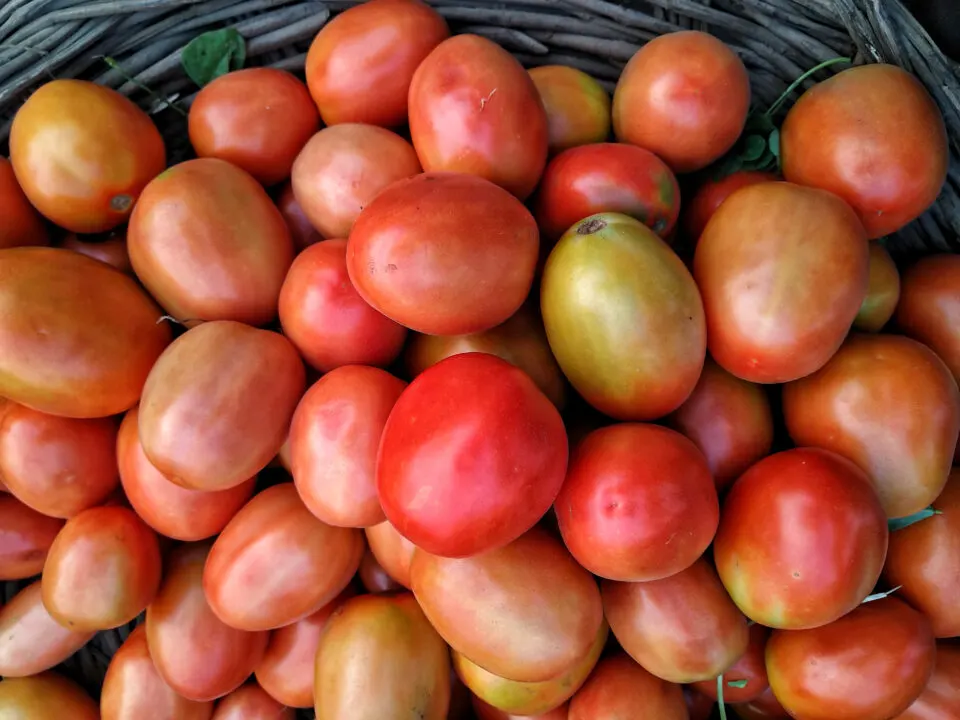 The development of the Celebrity Tomato