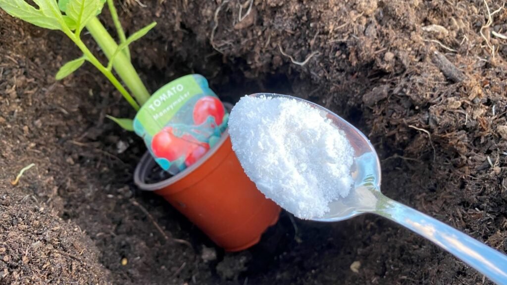 Things Epsom Salt Does For Tomato Plants