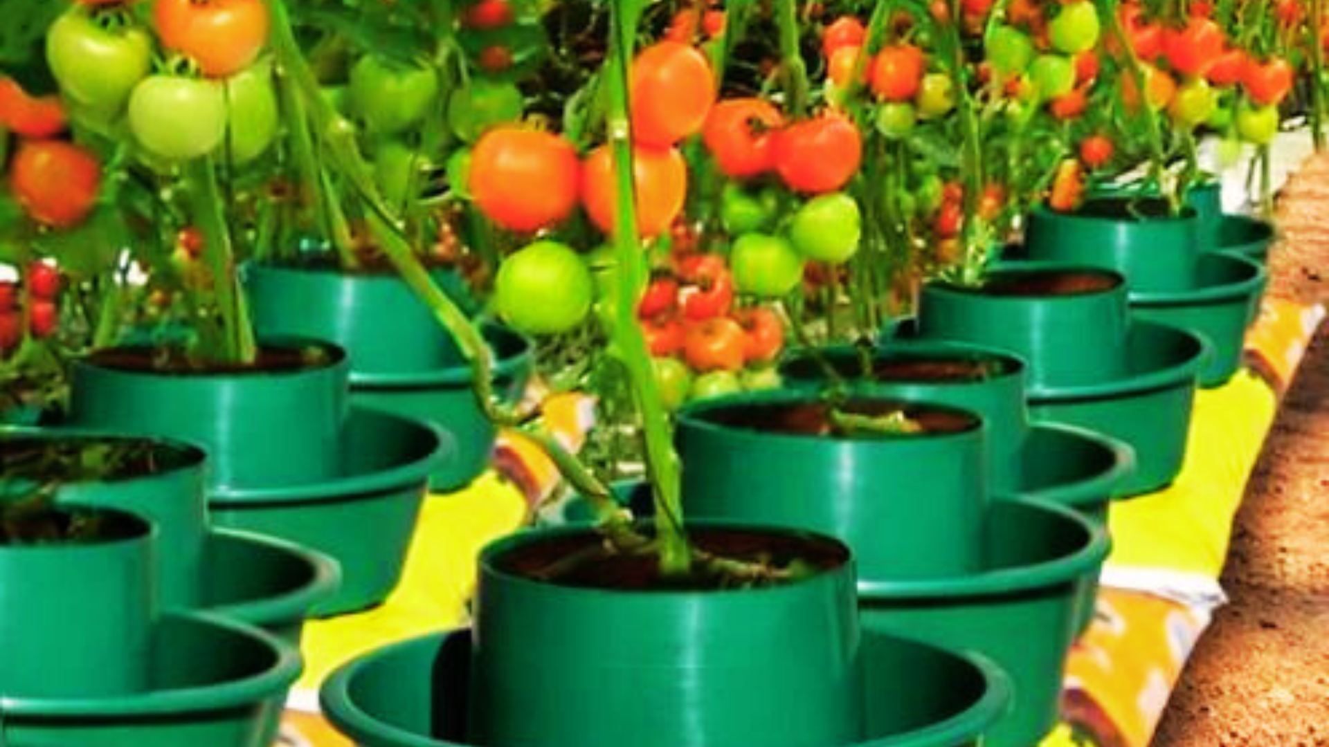 How To Grow Tomatoes From Seeds