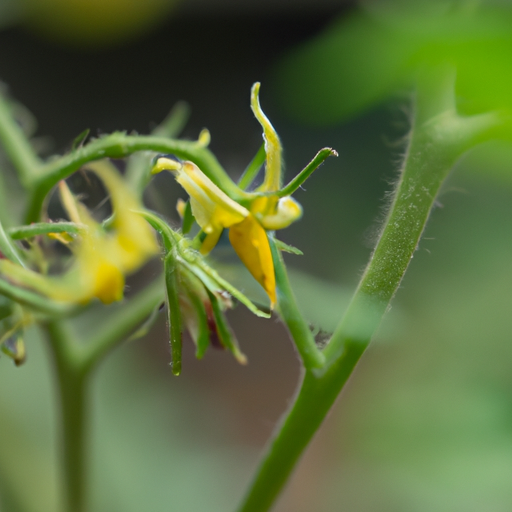 Identifying Pollinated Tomato Flowers