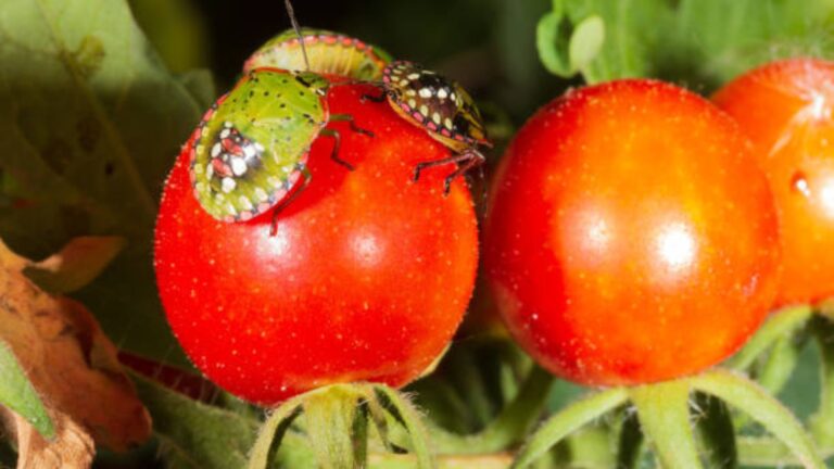 Tomato Bugs How They Can Harm Your Plant 