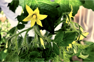 Should You Pinch Off Tomato Plant Flowers?