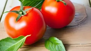 Are Ace 55 Tomatoes Determinate or Indeterminate?