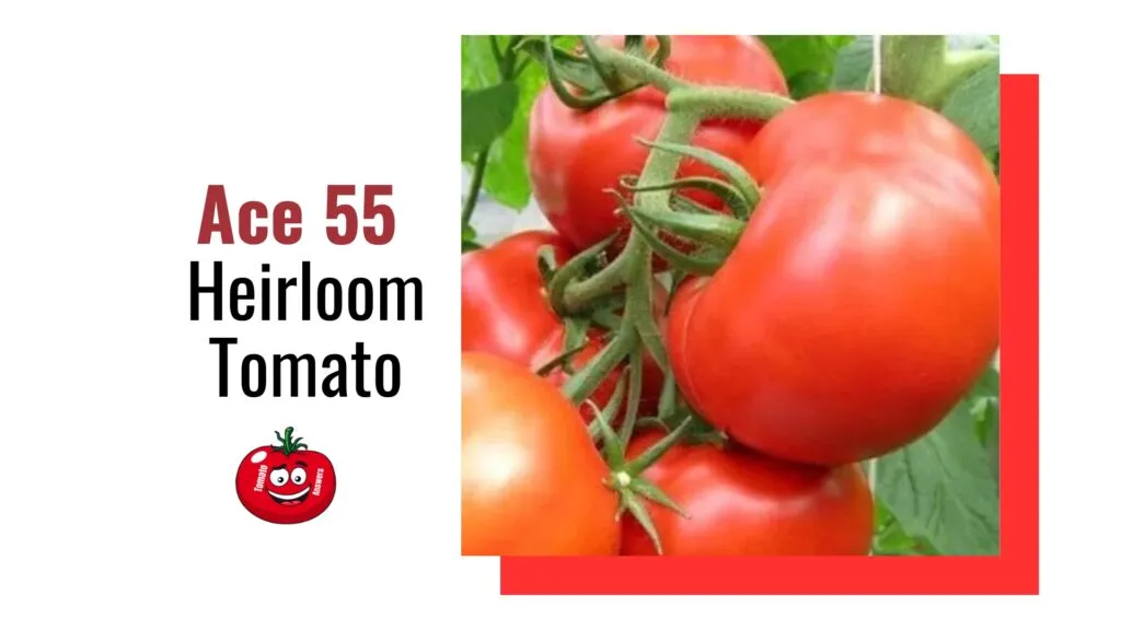 Ace 55 Heirloom Tomato