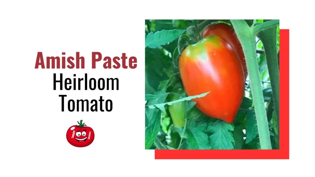 Amish Paste Heirloom Tomato