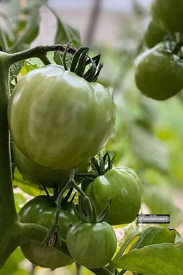 Aunt Ruby's German Green Heirloom Tomato