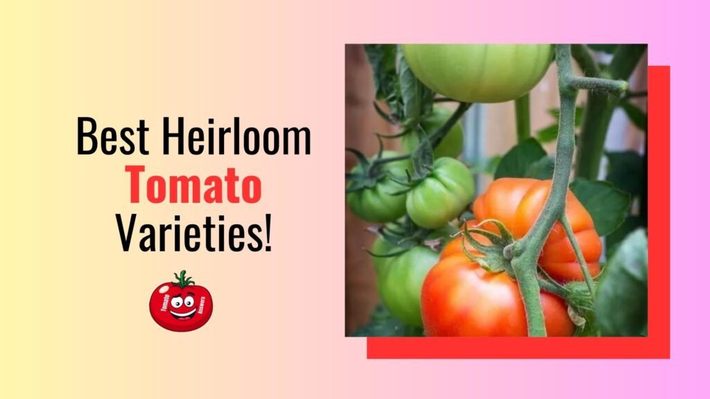 Best Heirloom Tomato Varieties