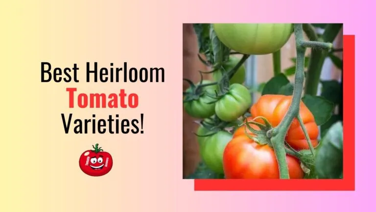 Best Heirloom Tomato Varieties