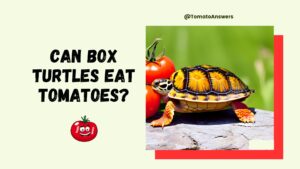 Can Box Turtles Eat Tomatoes?