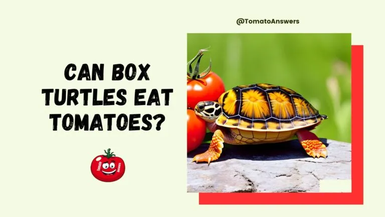 Can Box Turtles Eat Tomatoes