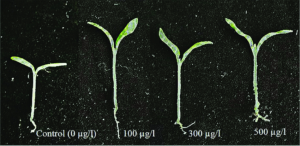 Germinating Tomato Seeds Fast – 10 Best Planting Tips
