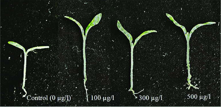 Germinating Tomato Seeds