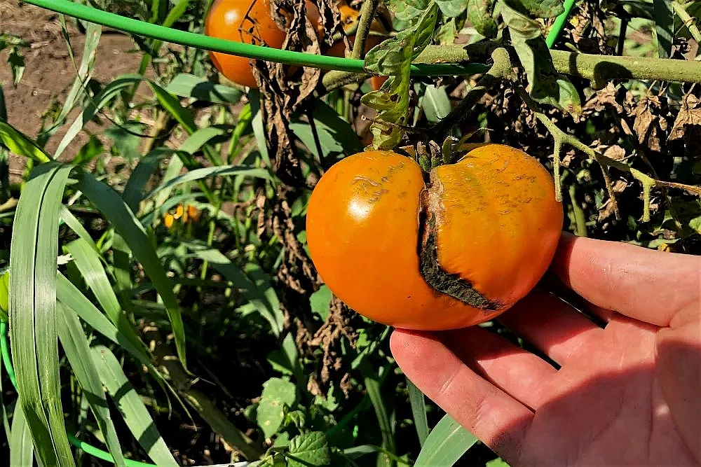 Cracked tomato