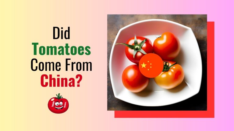 Did Tomatoes Come From China?