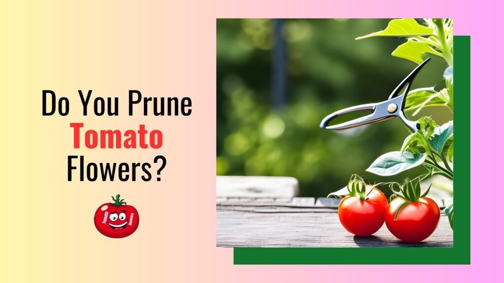 Do You Prune Tomato Flowers
