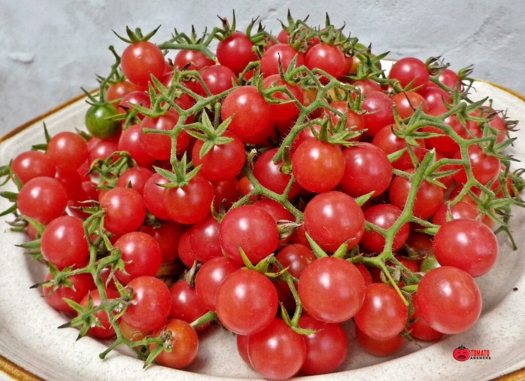 Everglades Tomato