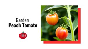 Garden Peach Tomato: A Juicy Addition to Your Garden