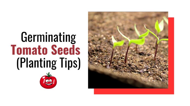 Germinating Tomato Seeds Fast – Best Planting Tips