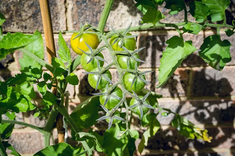 How To Grow Sungold Tomatoes
