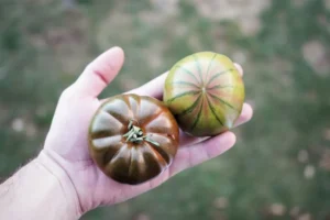 Fresh Tomatoes