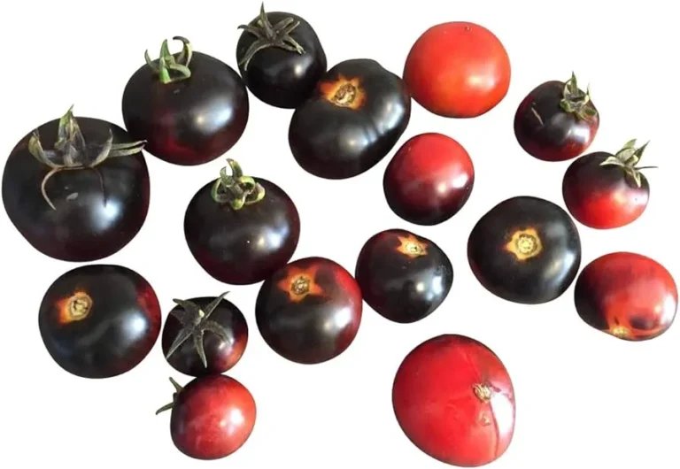 Indigo Ruby Tomatoes