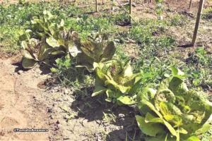 Tomato Companion Plants-Leaf Lettuce