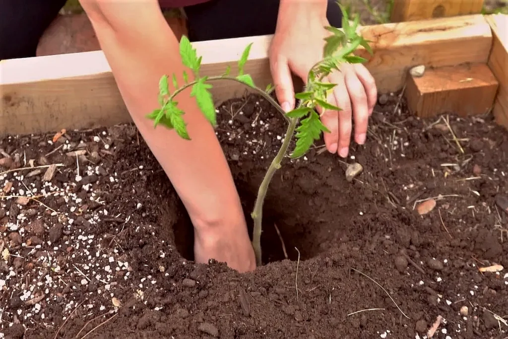 Planting Tomatoes Deep