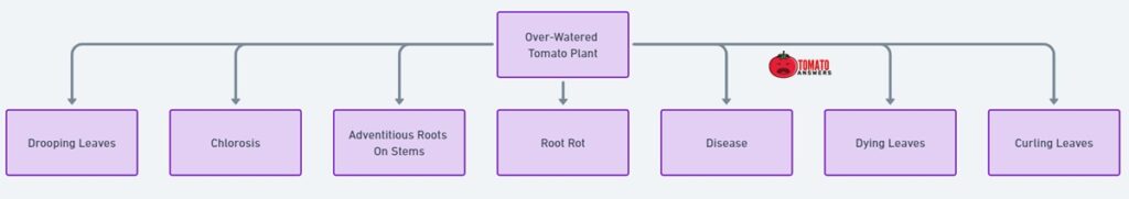 Signs Of An Over-Watered Tomato Plant