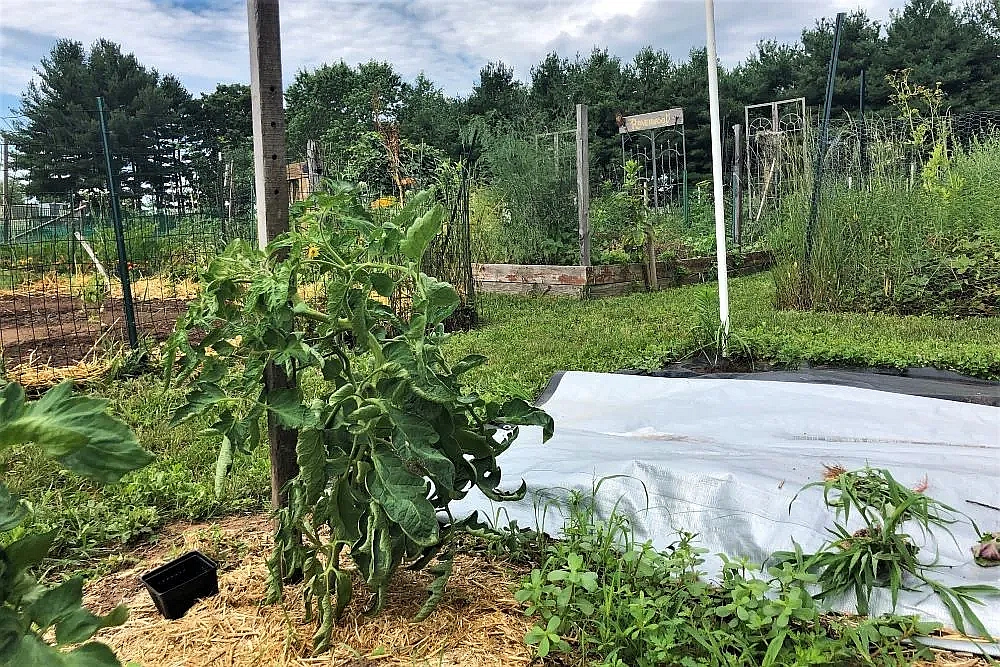 Straw mulching for tomato plant