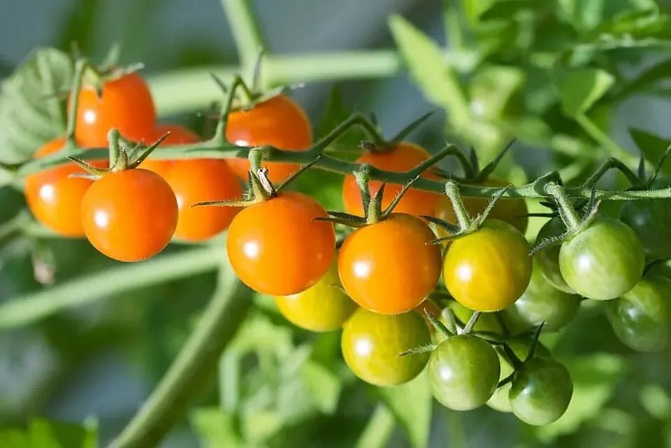 Sungold Tomatoes