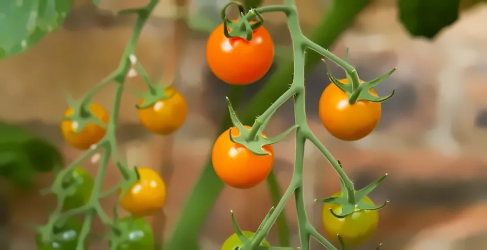 What Are Sungold Tomatoes Best Known For
