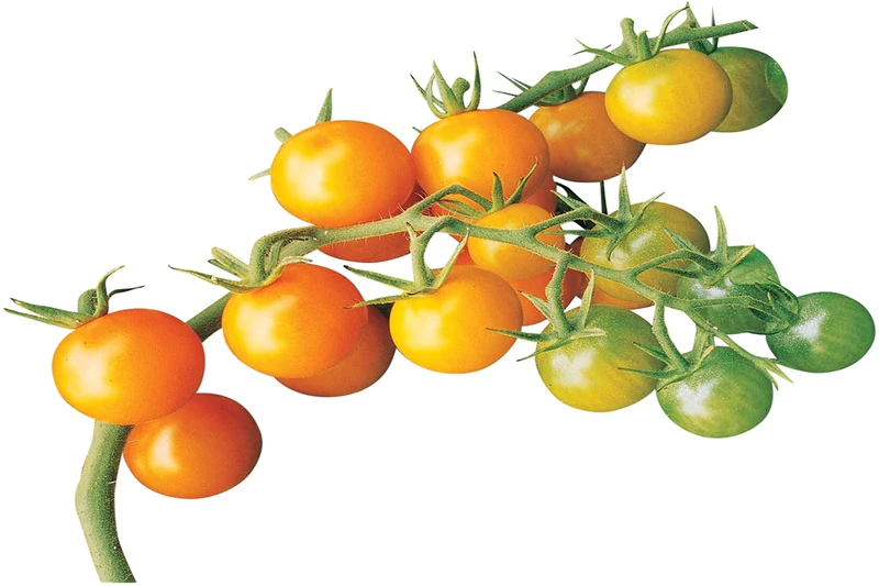 Sunpeach Tomatoes