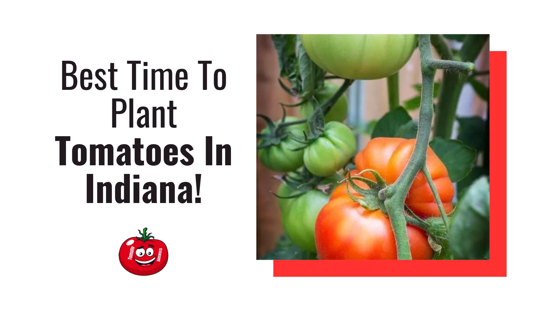 The Best Time To Plant Tomatoes In Indiana