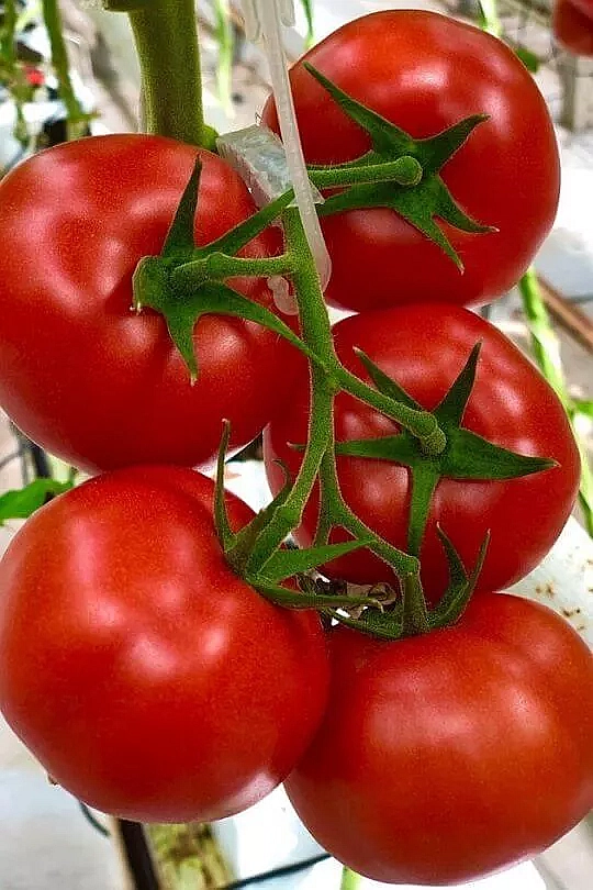 Thessaloniki Heirloom Tomato