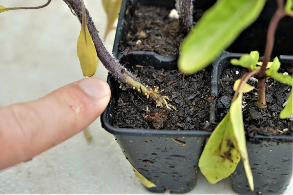 Adventitious roots forming on the base of a tomato stem