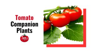 Tomato Companion Plants: Optimize Your Veggie Garden Now