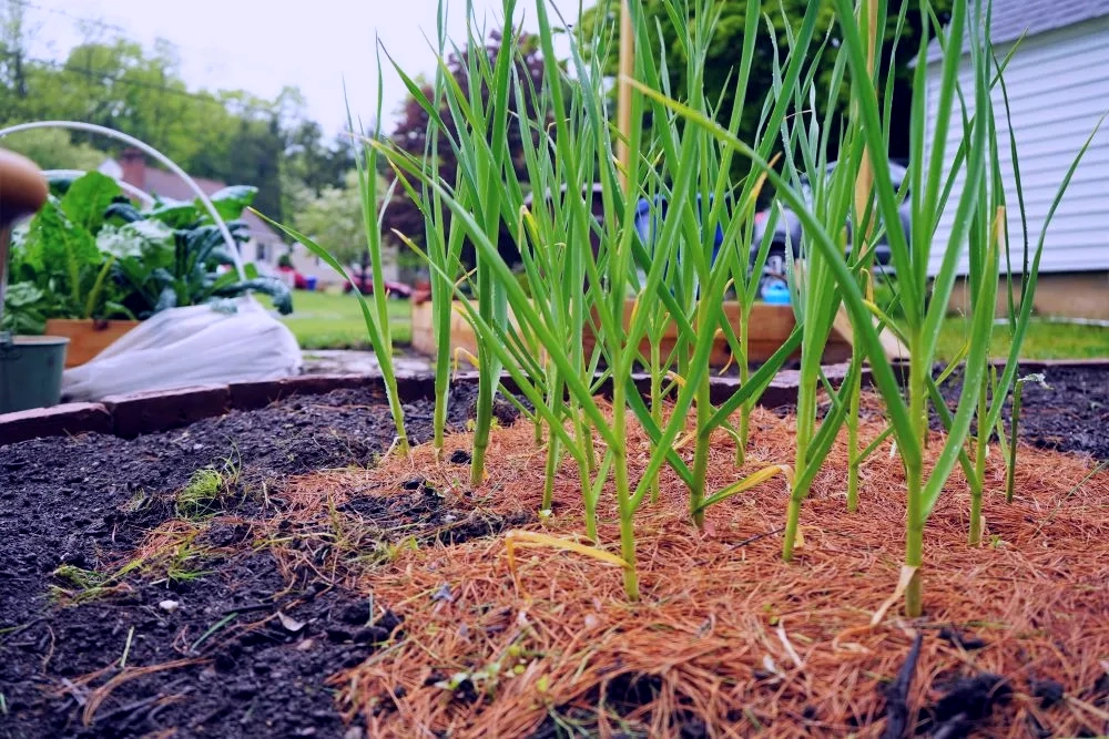 Tomato Companion Plants-Garlic