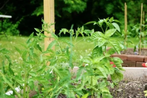 Tomato Companion Plants-Basil