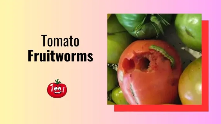 Tomato Fruitworms
