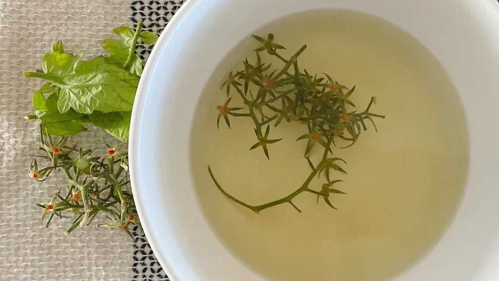 Tomato Leaf Tea