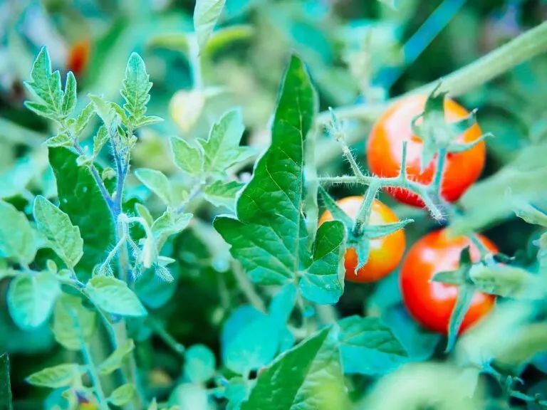 Uses for Tomato Leaves