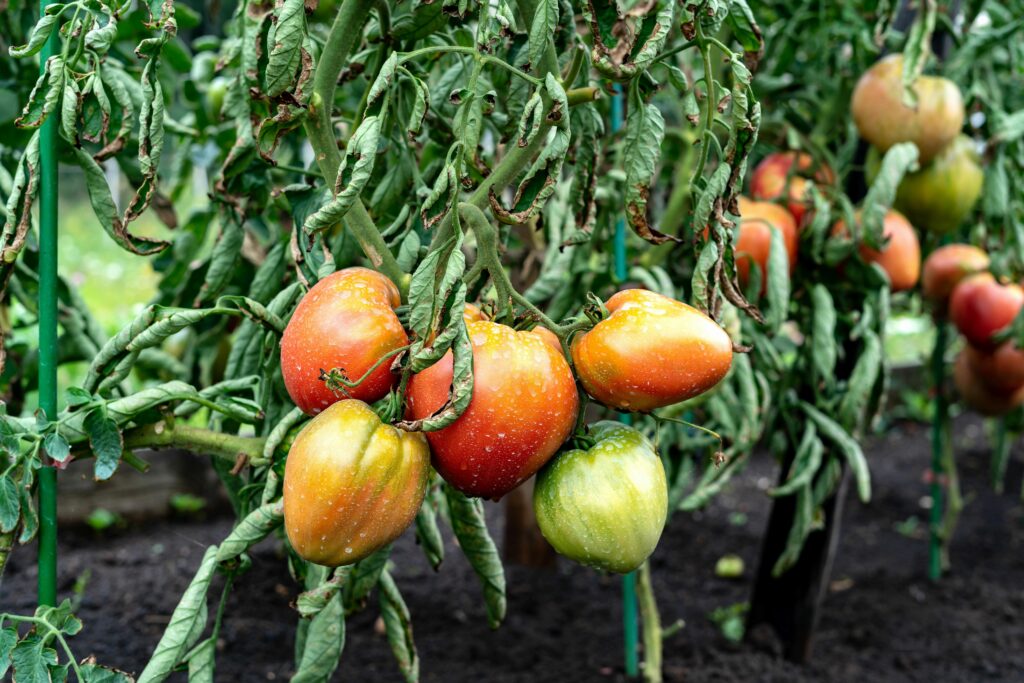 Tomato Plants Wilting