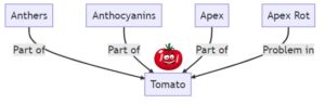 Tomato Terminology (List A)