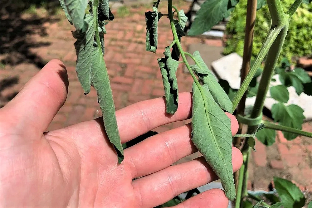 Tomato leaves wilting.